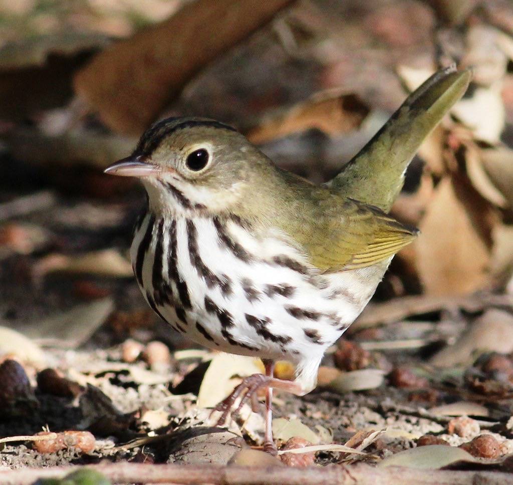 Ovenbird by tombenson76 is licensed under CC BY-NC-ND 2.0